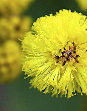 Fotografia 5 da espécie Acacia pycnantha no Jardim Botânico UTAD