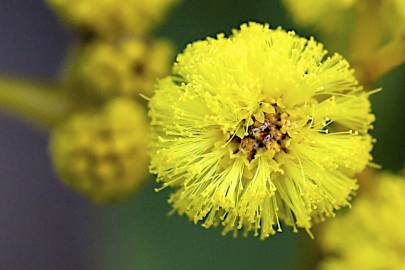 Fotografia da espécie Acacia pycnantha