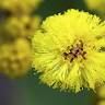 Fotografia 5 da espécie Acacia pycnantha do Jardim Botânico UTAD