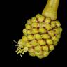 Fotografia 6 da espécie Acacia pycnantha do Jardim Botânico UTAD