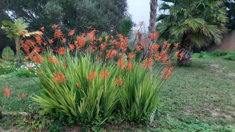 Fotografia da espécie Chasmanthe floribunda