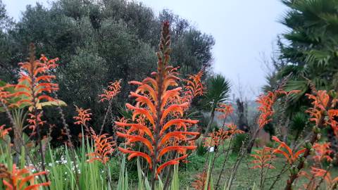 Fotografia da espécie Chasmanthe floribunda