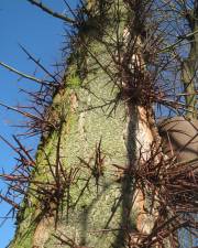 Fotografia da espécie Gleditsia triacanthos