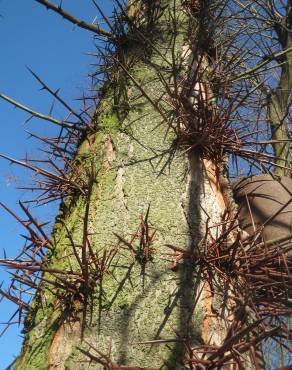 Fotografia 1 da espécie Gleditsia triacanthos no Jardim Botânico UTAD