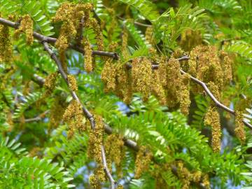 Fotografia da espécie Gleditsia triacanthos