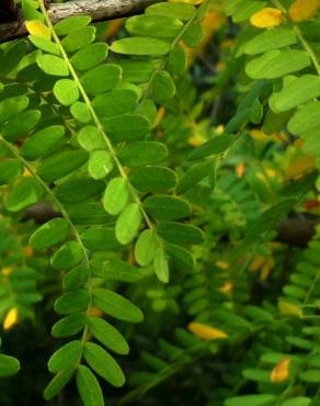 Fotografia 3 da espécie Gleditsia triacanthos no Jardim Botânico UTAD