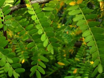 Fotografia da espécie Gleditsia triacanthos