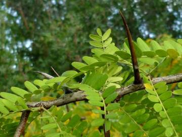 Fotografia da espécie Gleditsia triacanthos