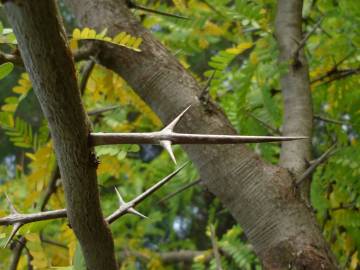 Fotografia da espécie Gleditsia triacanthos