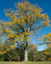 Fotografia da espécie Gleditsia triacanthos