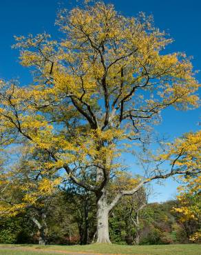 Fotografia 6 da espécie Gleditsia triacanthos no Jardim Botânico UTAD