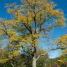 Fotografia 6 da espécie Gleditsia triacanthos do Jardim Botânico UTAD