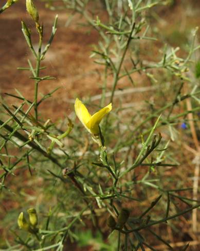 Fotografia de capa Stauracanthus genistoides - do Jardim Botânico