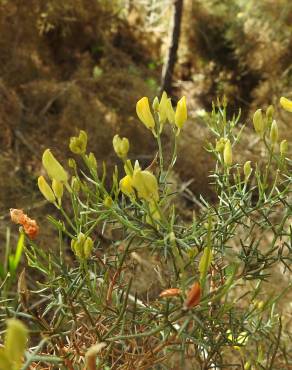 Fotografia 3 da espécie Stauracanthus genistoides no Jardim Botânico UTAD