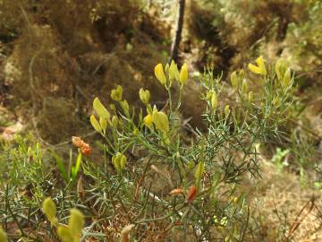Fotografia da espécie Stauracanthus genistoides