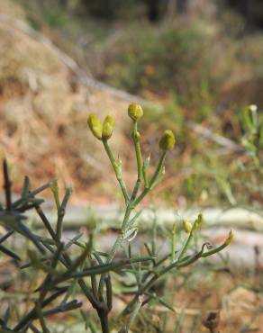 Fotografia 6 da espécie Stauracanthus genistoides no Jardim Botânico UTAD
