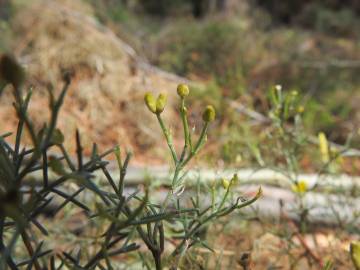 Fotografia da espécie Stauracanthus genistoides