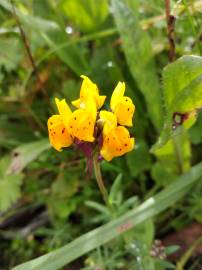 Fotografia da espécie Linaria amethystea subesp. multipunctacta