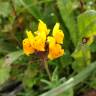 Fotografia 7 da espécie Linaria amethystea subesp. multipunctacta do Jardim Botânico UTAD