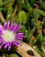 Fotografia da espécie Disphyma crassifolium