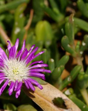 Fotografia 1 da espécie Disphyma crassifolium no Jardim Botânico UTAD