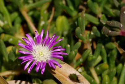 Fotografia da espécie Disphyma crassifolium