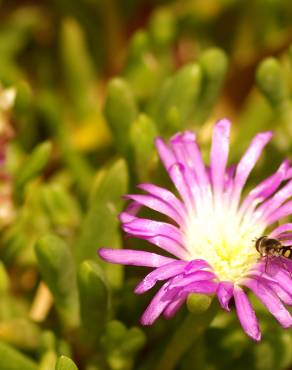 Fotografia 3 da espécie Disphyma crassifolium no Jardim Botânico UTAD