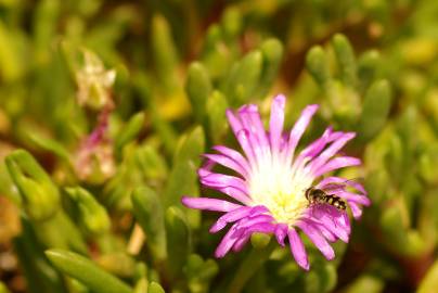 Fotografia da espécie Disphyma crassifolium