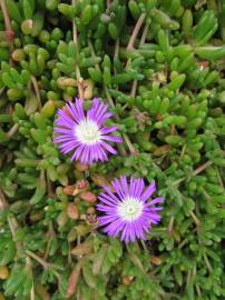 Fotografia da espécie Disphyma crassifolium