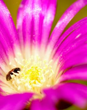 Fotografia 5 da espécie Disphyma crassifolium no Jardim Botânico UTAD