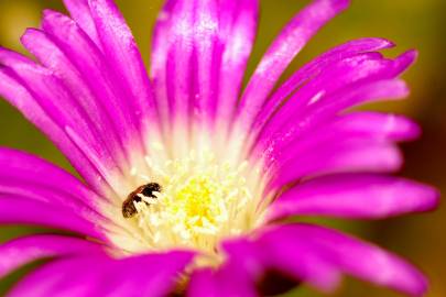 Fotografia da espécie Disphyma crassifolium