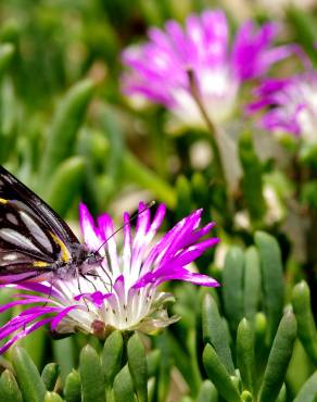 Fotografia 6 da espécie Disphyma crassifolium no Jardim Botânico UTAD