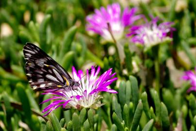 Fotografia da espécie Disphyma crassifolium