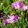 Fotografia 6 da espécie Disphyma crassifolium do Jardim Botânico UTAD