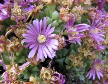 Fotografia da espécie Disphyma crassifolium