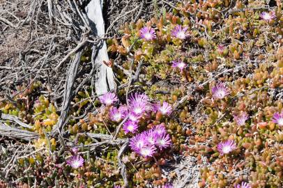 Fotografia da espécie Disphyma crassifolium