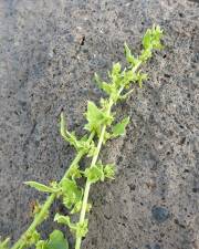 Fotografia da espécie Patellifolia procumbens