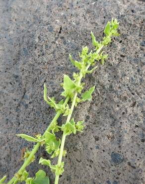 Fotografia 1 da espécie Patellifolia procumbens no Jardim Botânico UTAD