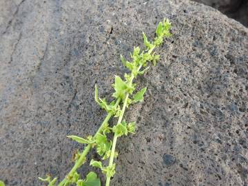 Fotografia da espécie Patellifolia procumbens