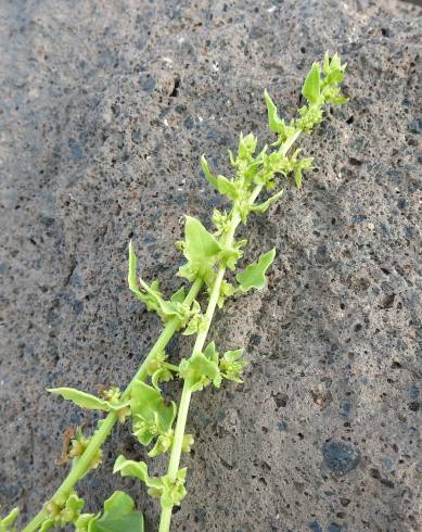 Fotografia de capa Patellifolia procumbens - do Jardim Botânico