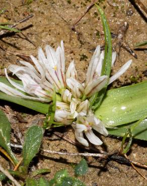 Fotografia 3 da espécie Allium chamaemoly no Jardim Botânico UTAD