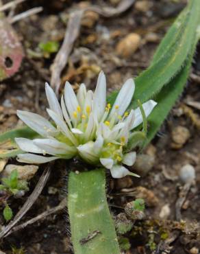 Fotografia 4 da espécie Allium chamaemoly no Jardim Botânico UTAD