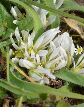Fotografia 5 da espécie Allium chamaemoly no Jardim Botânico UTAD