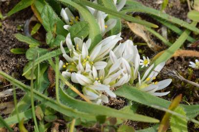 Fotografia da espécie Allium chamaemoly