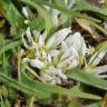Fotografia 5 da espécie Allium chamaemoly do Jardim Botânico UTAD