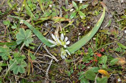 Fotografia da espécie Allium chamaemoly
