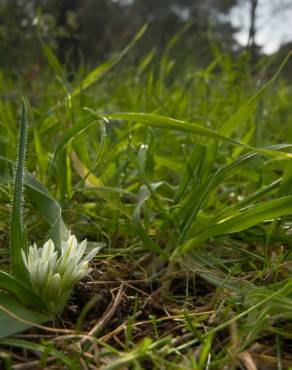 Fotografia 8 da espécie Allium chamaemoly no Jardim Botânico UTAD