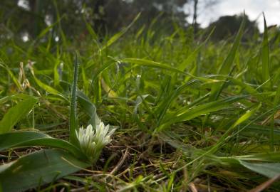 Fotografia da espécie Allium chamaemoly