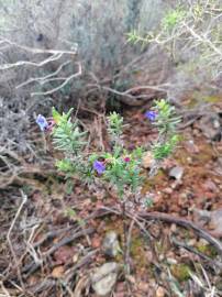 Fotografia da espécie Glandora prostrata subesp. lusitanica