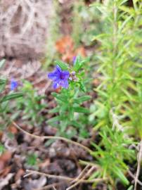 Fotografia da espécie Glandora prostrata subesp. lusitanica